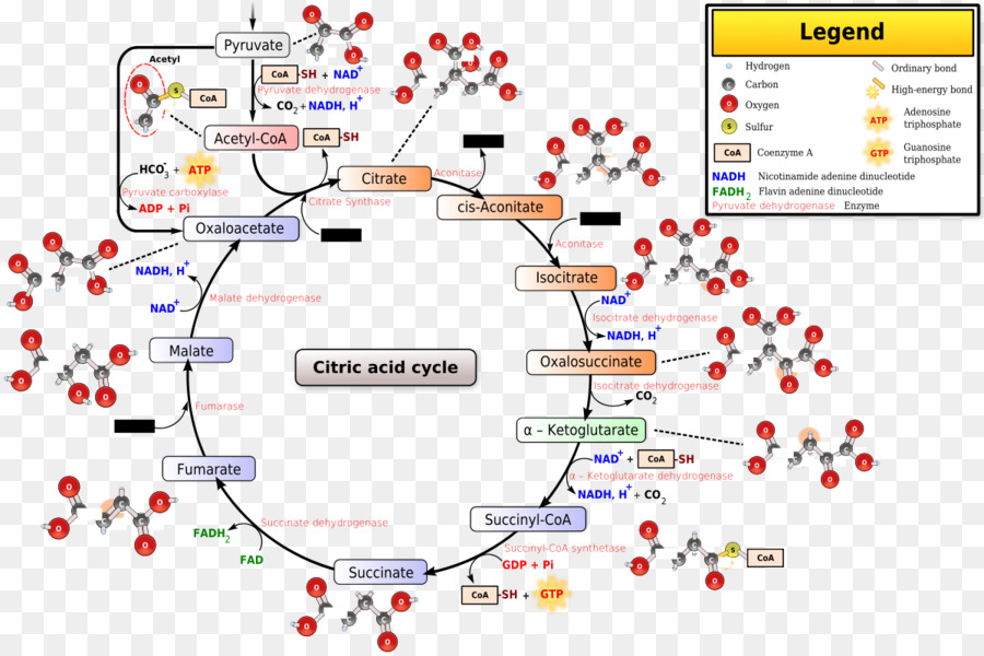 Диаграмма цикла лимонной кислоты，биохимия PNG
