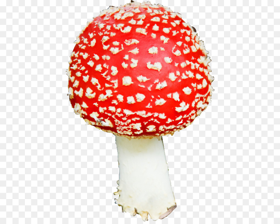 Съедобный гриб，Грибок PNG