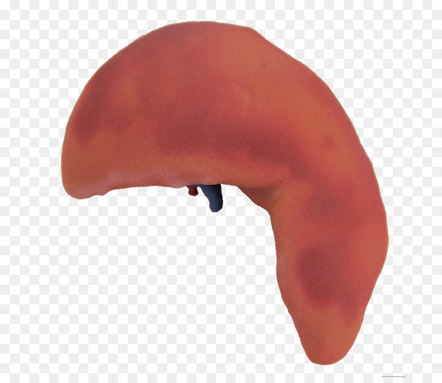 Человеческий нос，оранжевый PNG