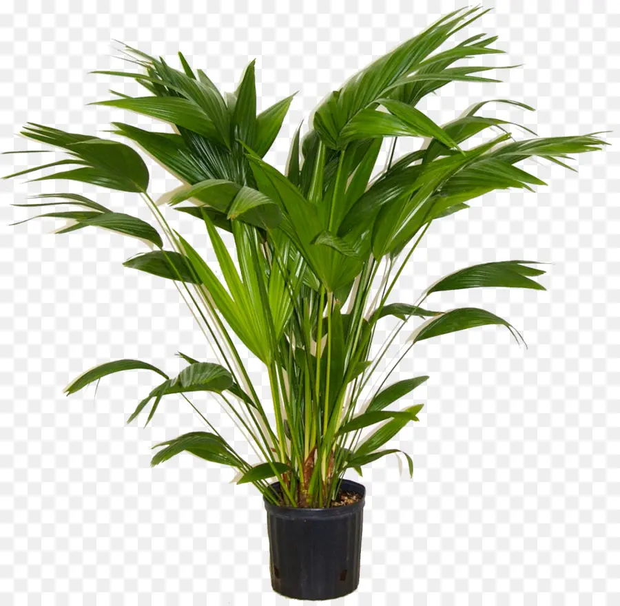 Арековая Пальма，Комнатное растение PNG