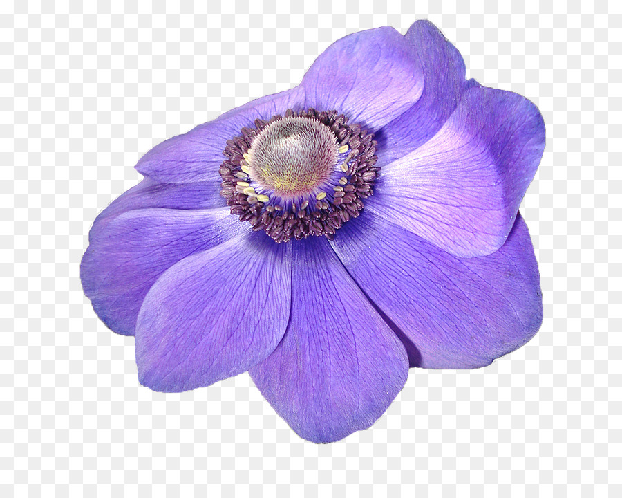 анемон，фиолетовый PNG