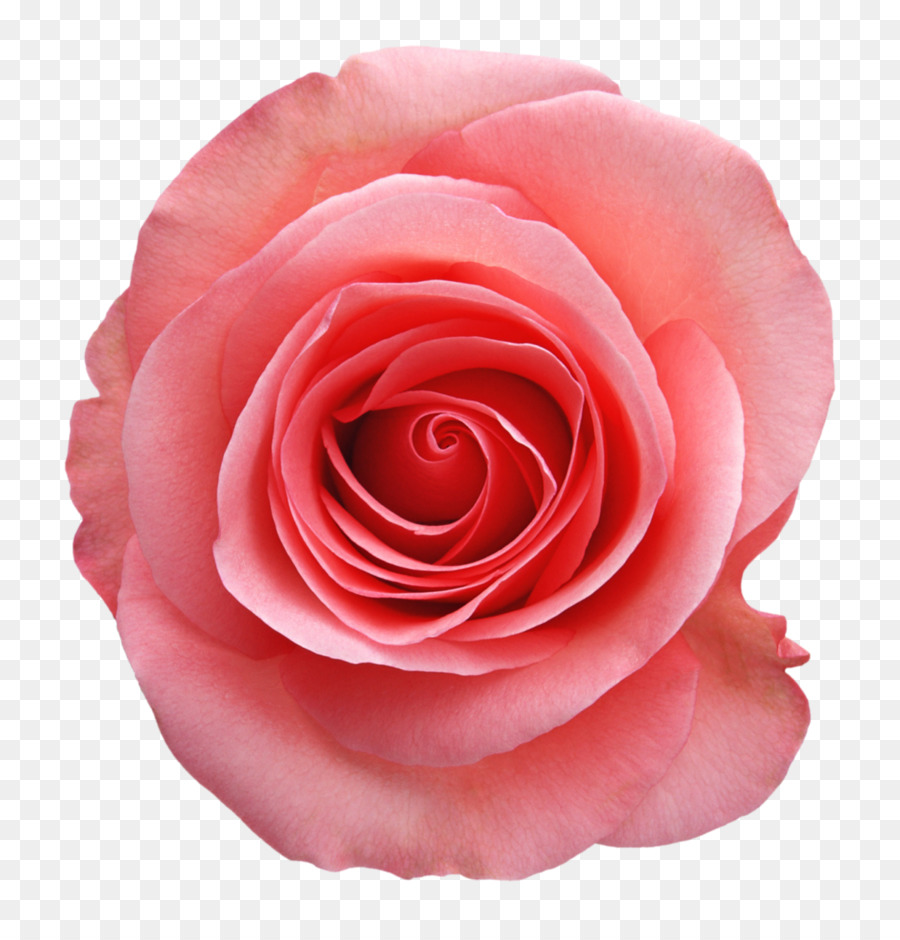 Сад роз，по прежнему жизни розовых роз PNG