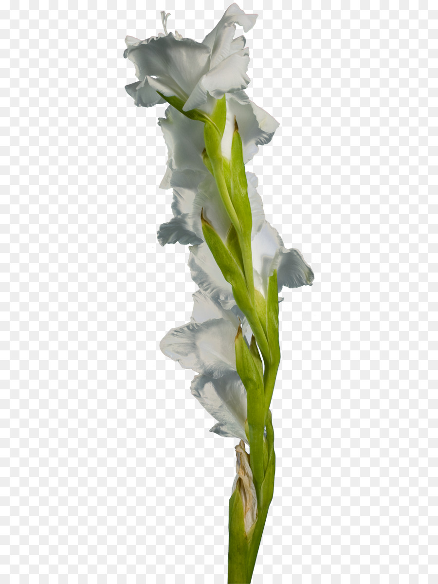 Гладиолус，цветок PNG