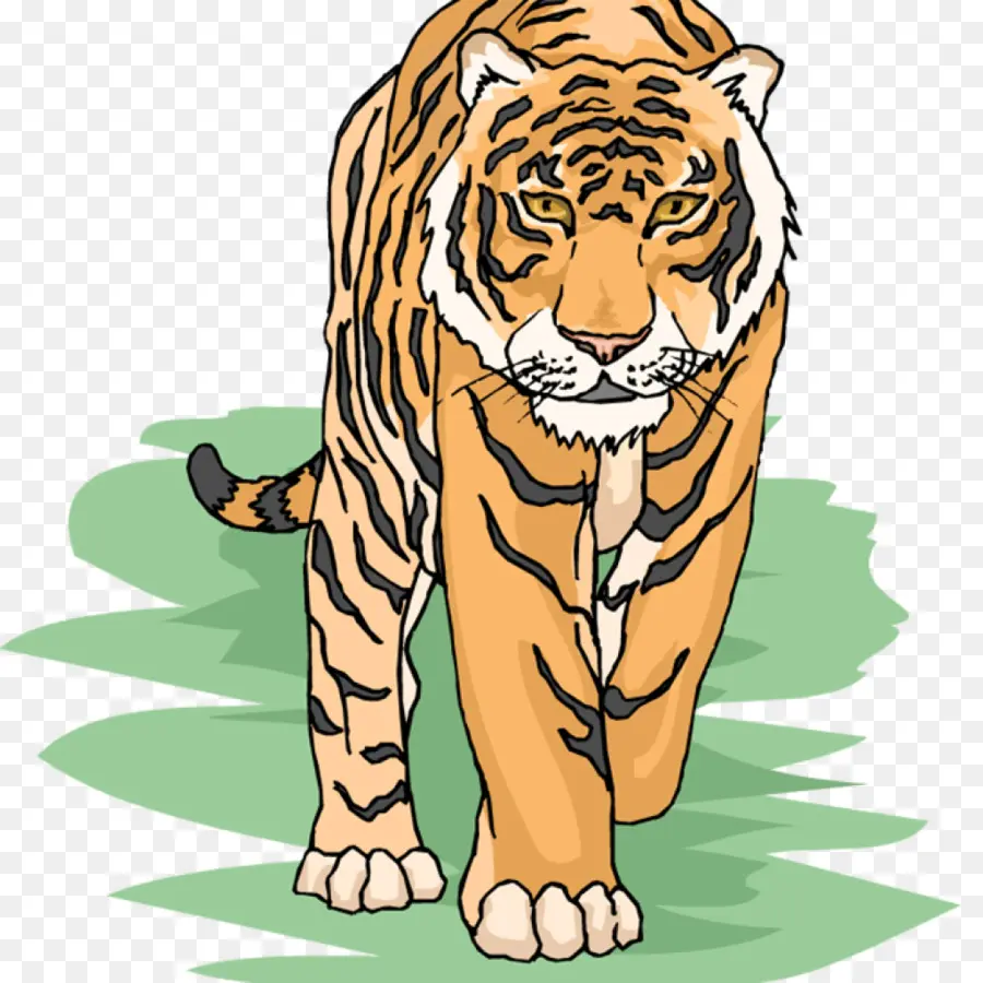 Бенгальский тигр，Сибирский тигр PNG