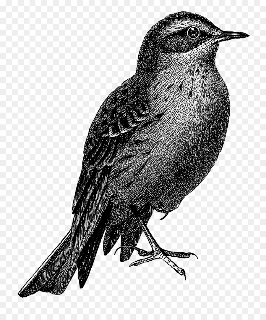 иллюстрации птиц，Птица PNG