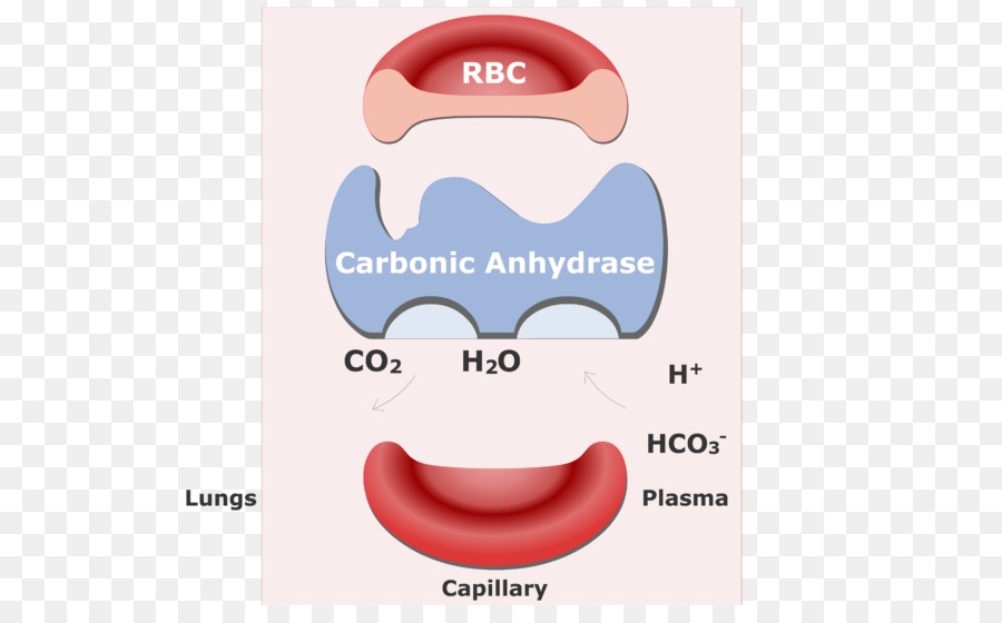 углекислый газ，красные кровяные клетки PNG