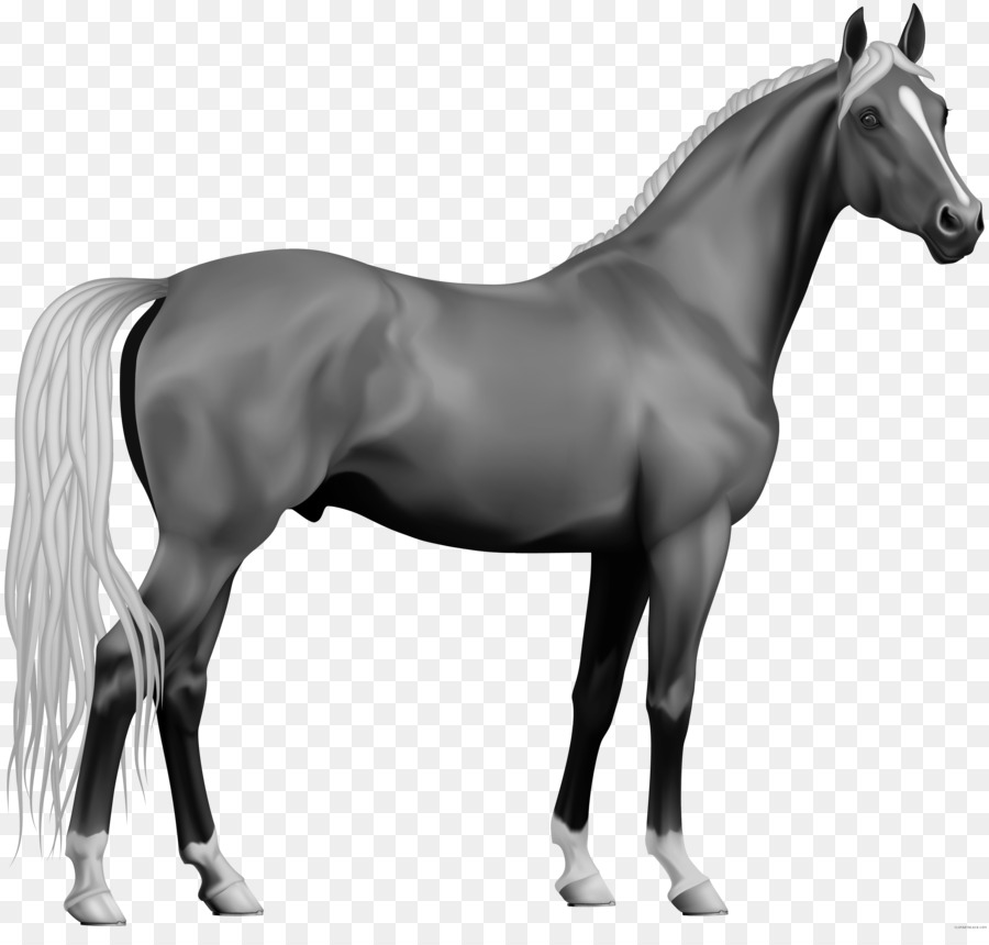 аппалуза，Андалузская лошадь PNG