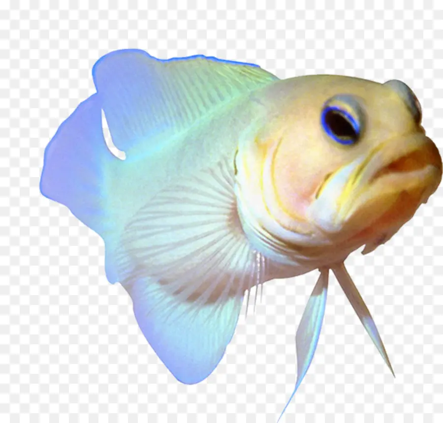 тропическая рыба，рыба PNG