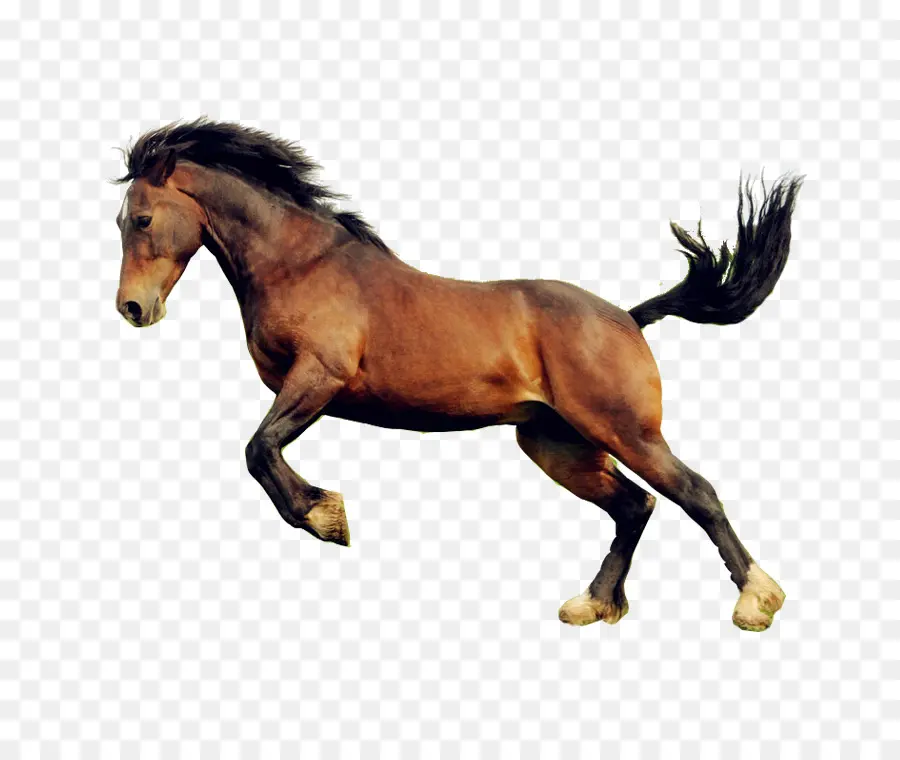 лошадь，кобыла Colt PNG