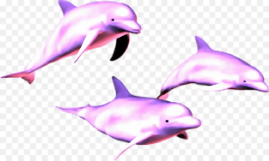 паравол，дельфин PNG