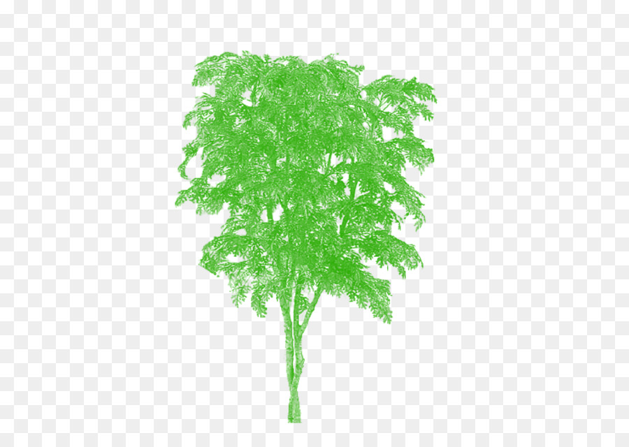 дерево，пальмовые деревья PNG