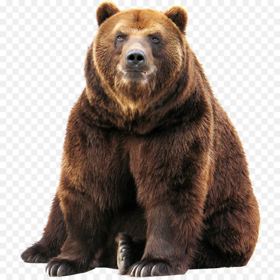 медведь，медведь гризли PNG