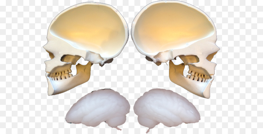 череп，кость PNG