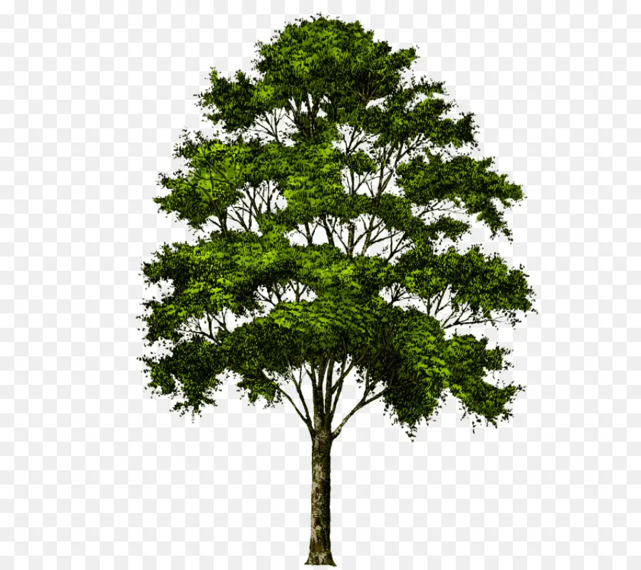 дерево，Populus Nigra PNG