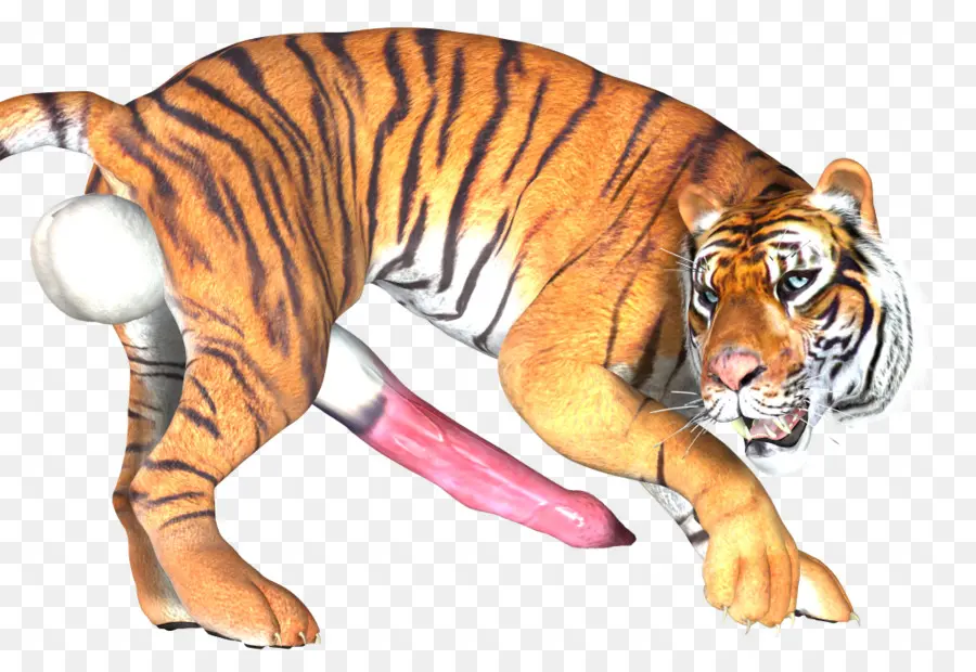 Тигр，кошка PNG