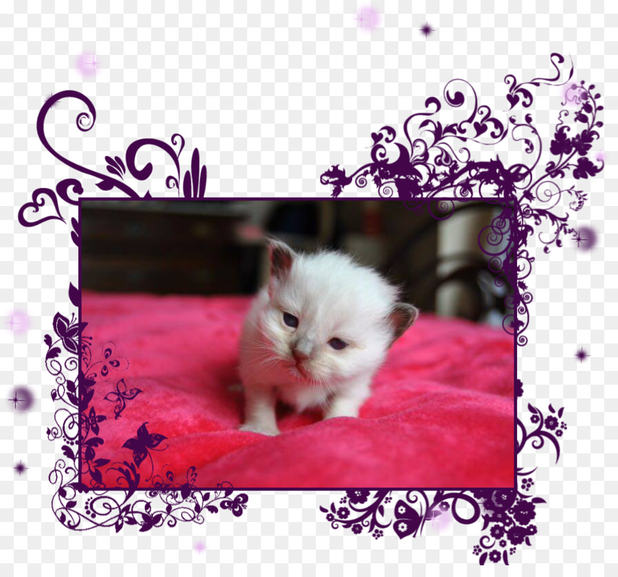 котенок，персидский кот PNG