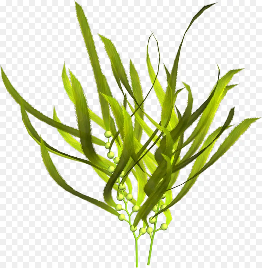 водоросли，зеленые водоросли PNG