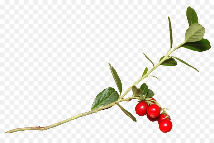 Lingonberry，Холли PNG