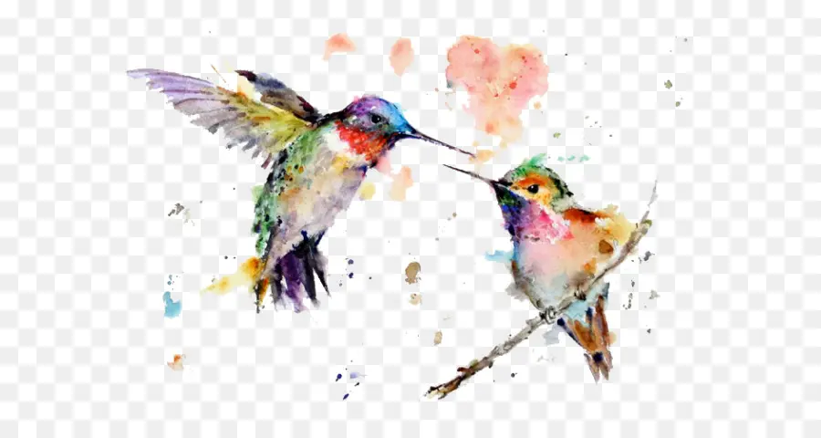 колибри，акварельная живопись PNG