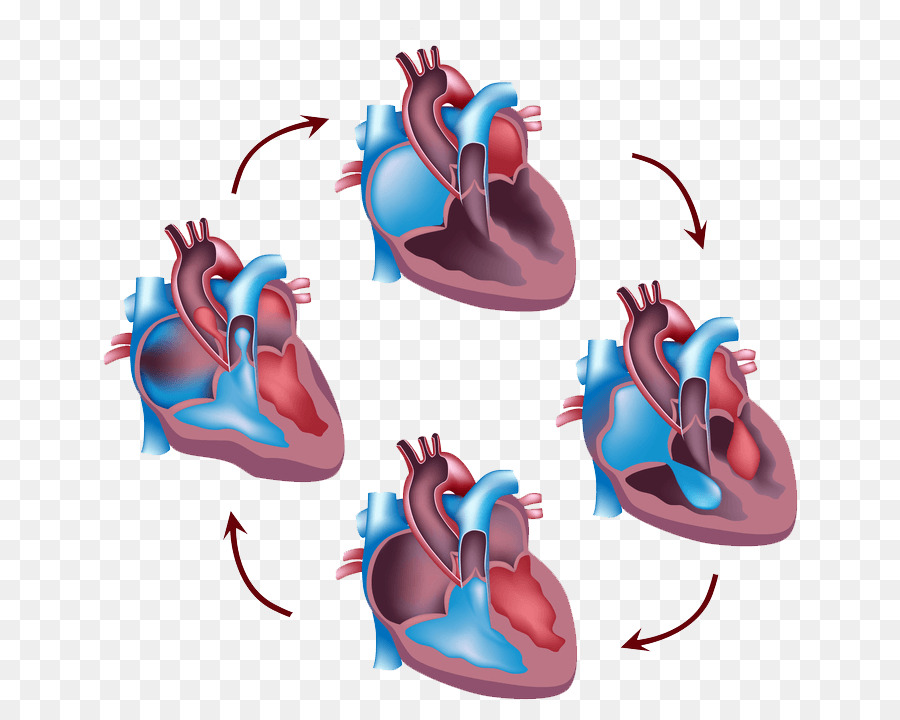 Фазы сердечного цикла картинки