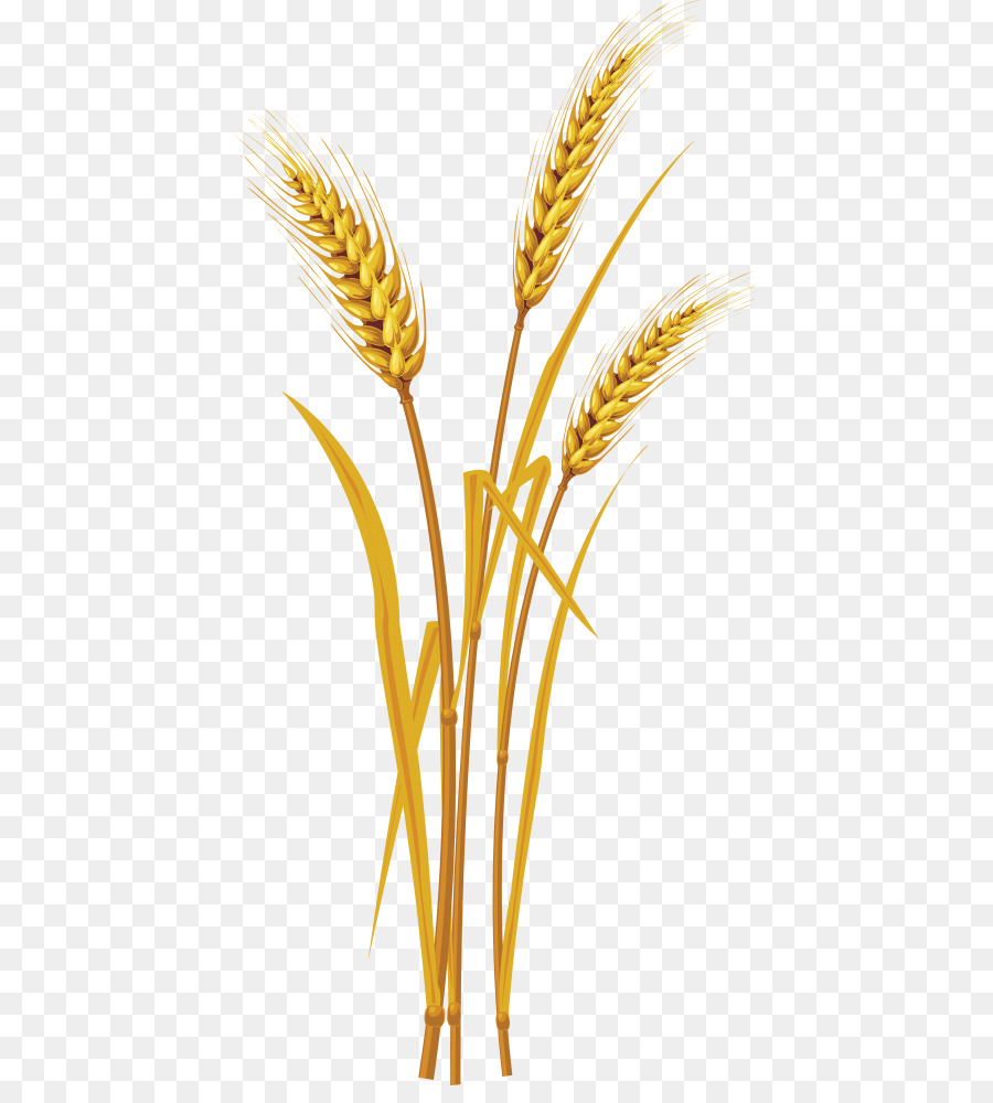 Колосья пшеницы арт