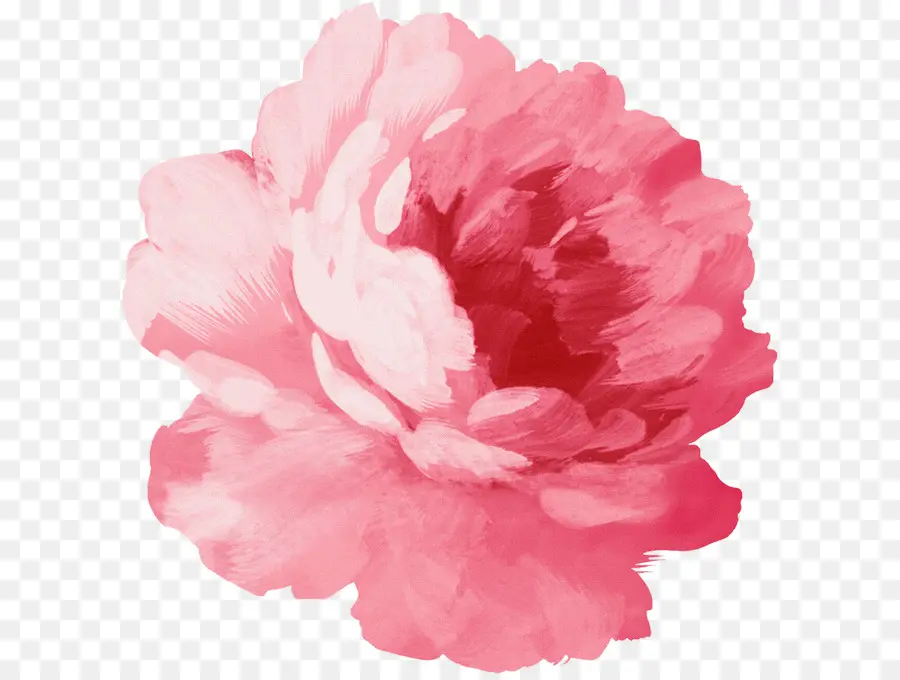 Розовые цветы，акварельная живопись PNG