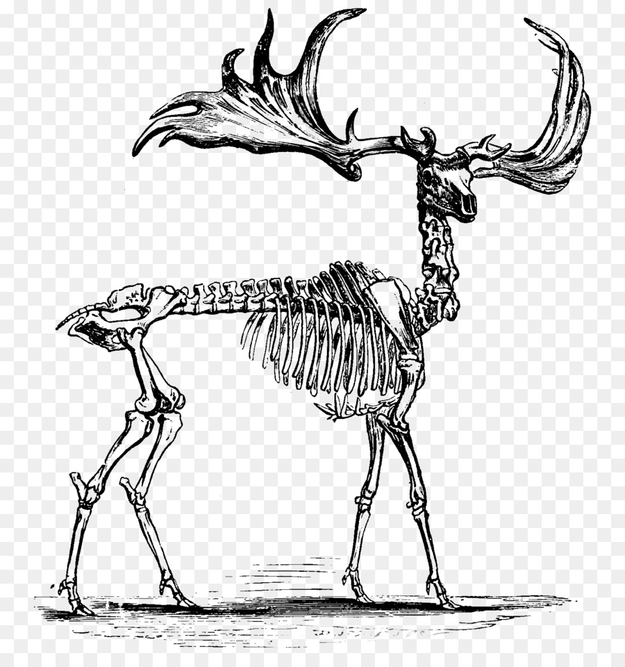 Лось кости. Megaloceros giganteus скелет. Скелет лося. Скелет лосенка. Скелет оленя.