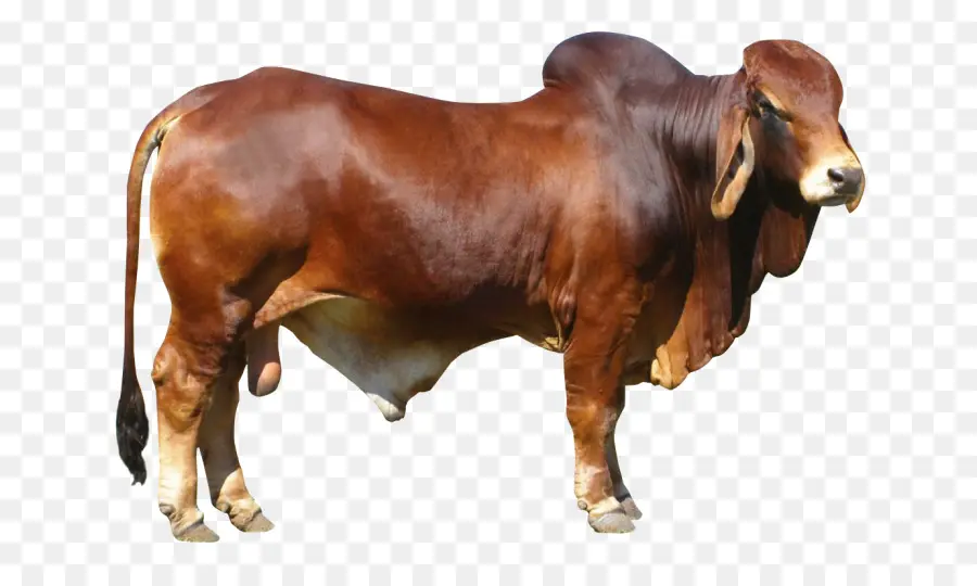 Ox，крупный рогатый скот PNG