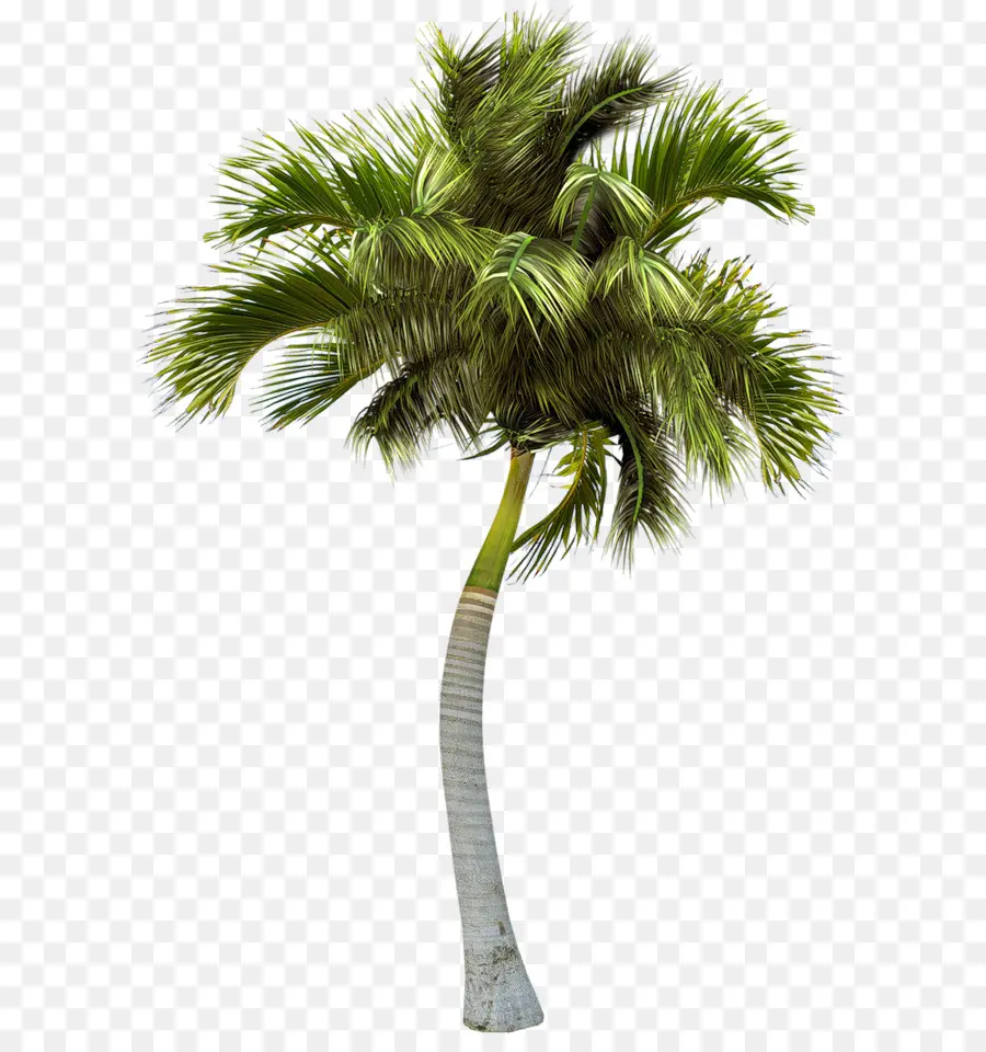 Азиатская Пальмира Палм，пальмовые деревья PNG