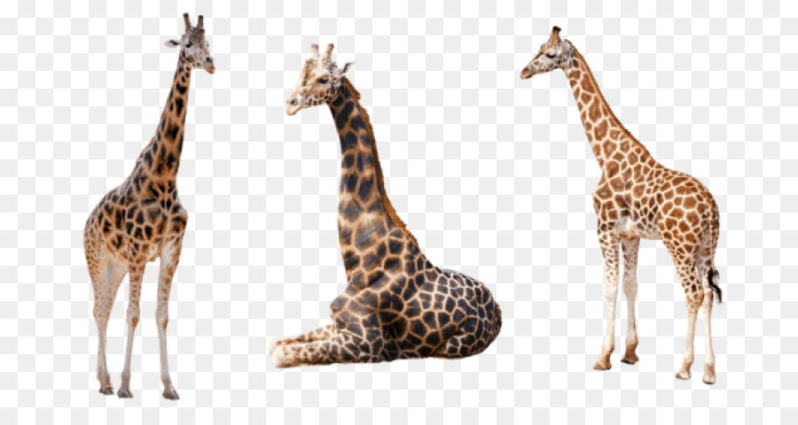 Сетчатый жираф，Западноафриканский жираф PNG