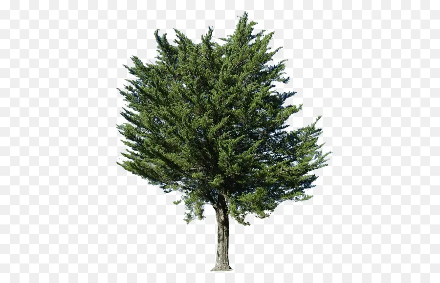 Дерево，растения PNG