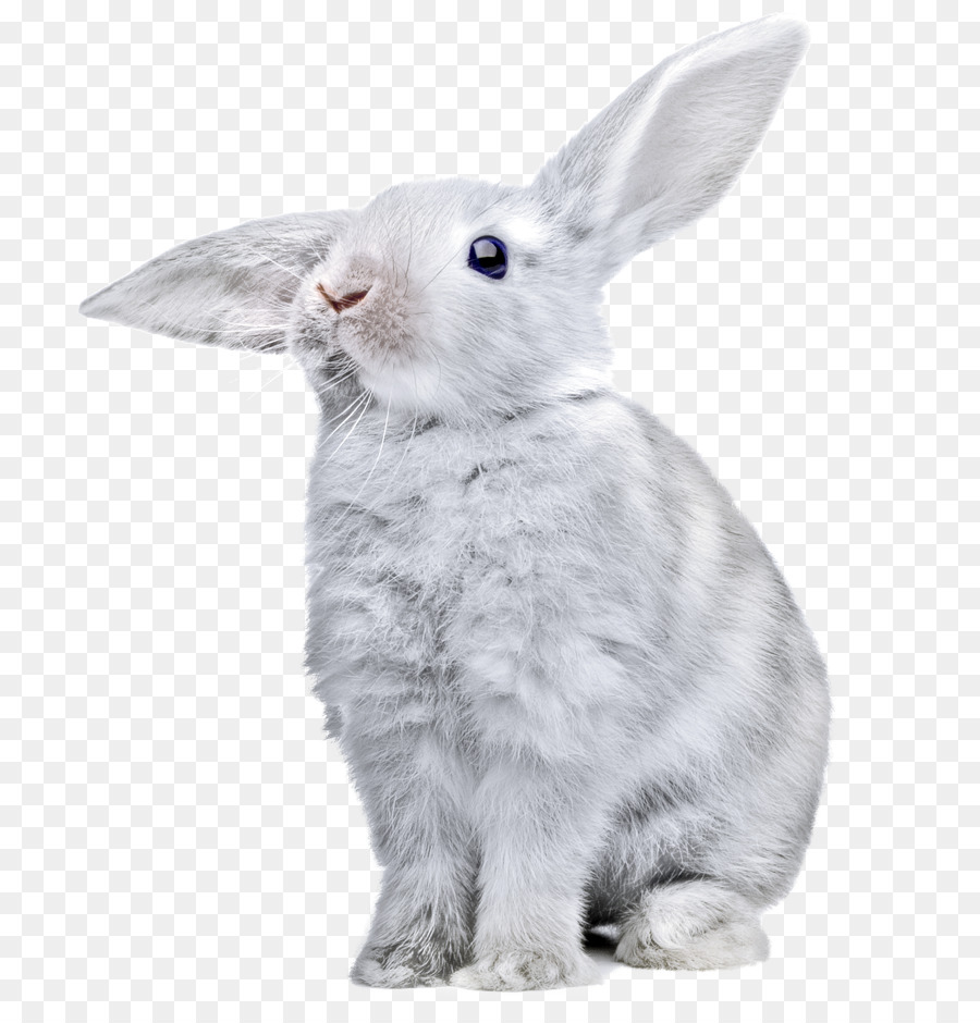 Кролик，Значки Компьютеров PNG