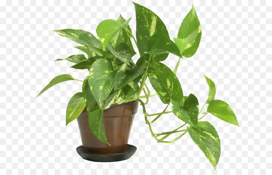 популярные комнатные растения，комнатные растения PNG