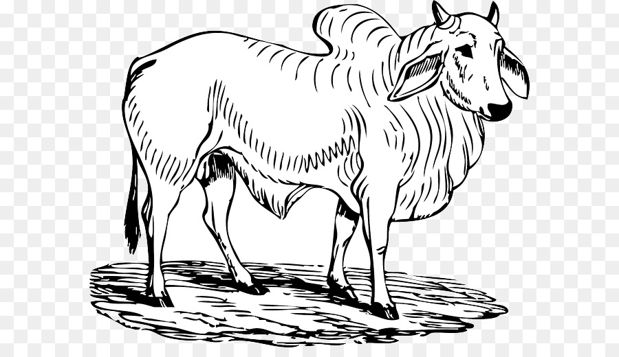 Брахман крупного рогатого скота，крупный рогатый скот герефордской породы PNG