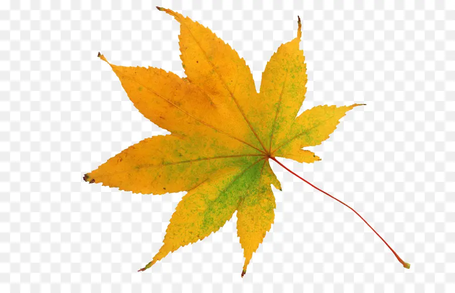 Лист，Осенняя окраска листьев PNG