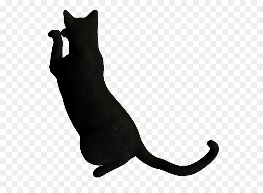 Черная кошка，кошачий PNG