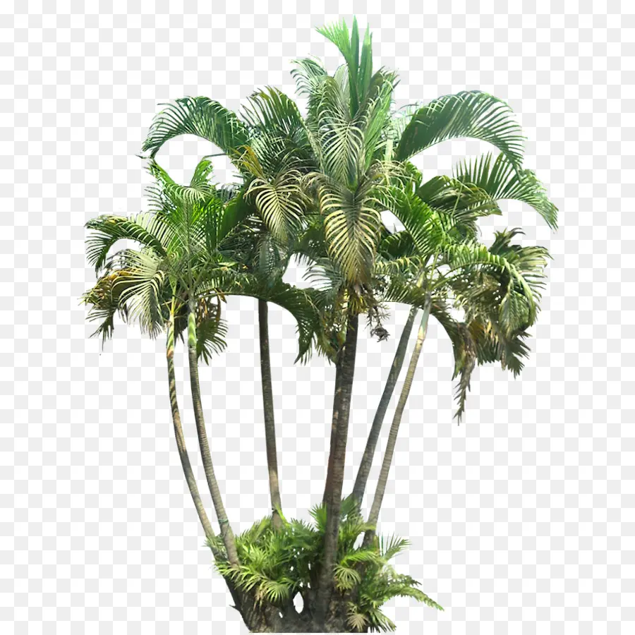 пальмовые деревья，домашнее растение PNG