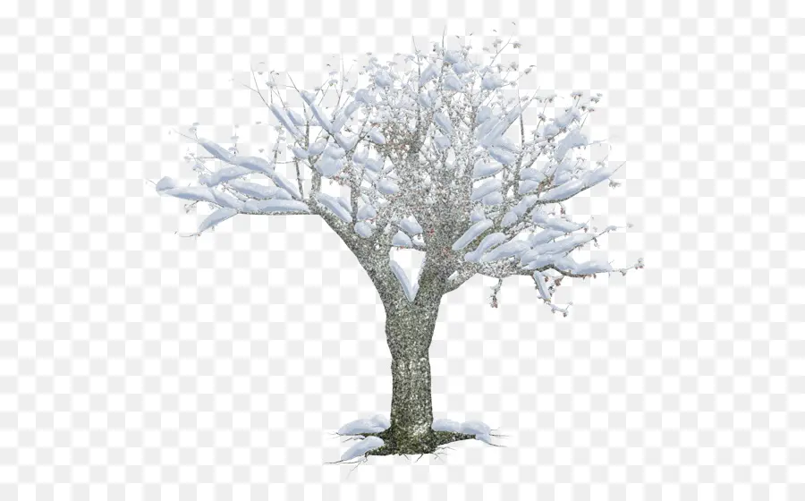 Зима，Дерево PNG