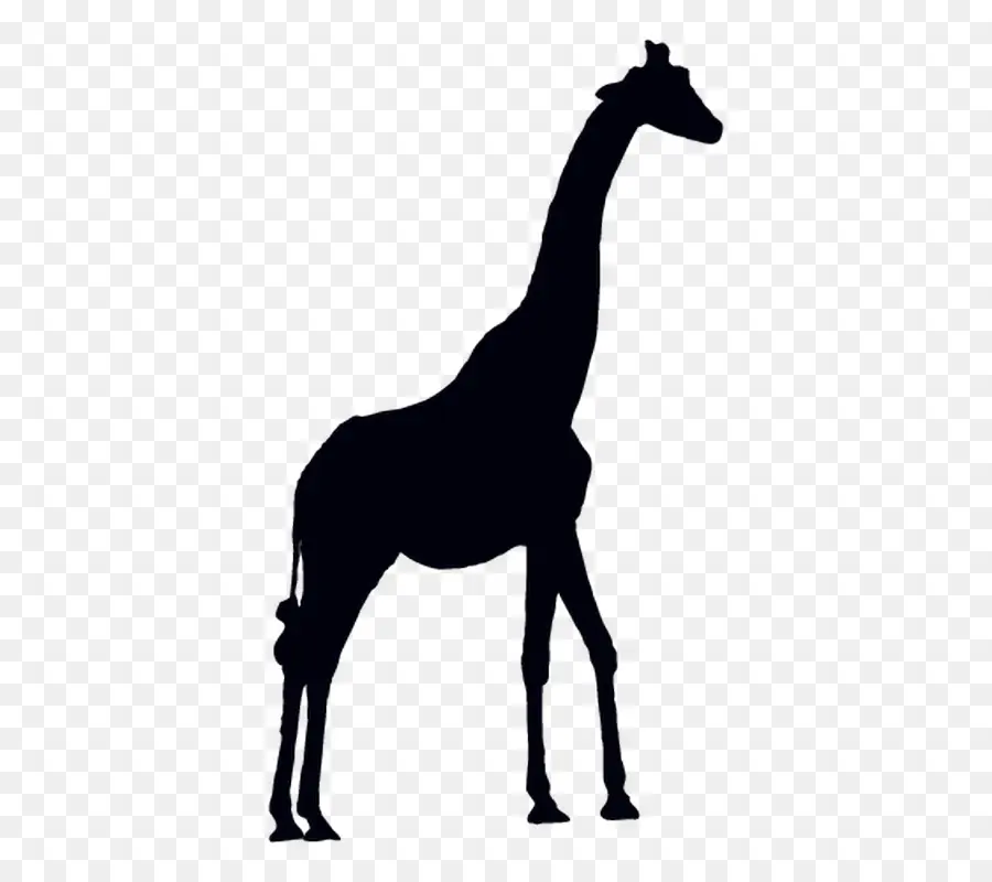 Жираф，антилопа PNG