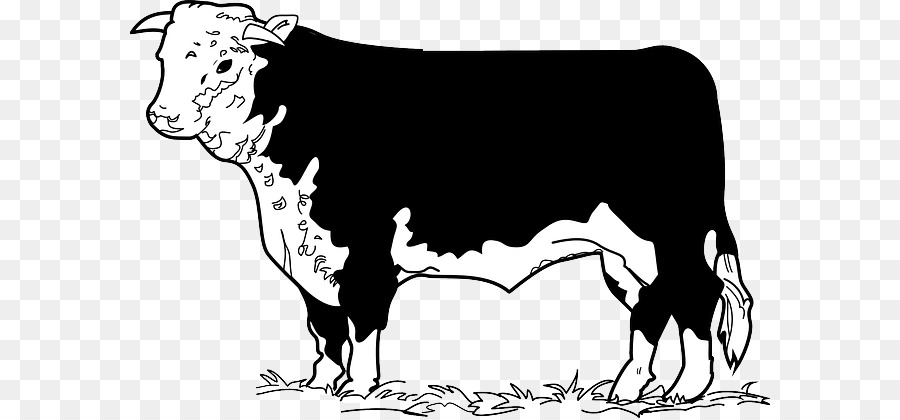 Ангус скот，мясной скот PNG
