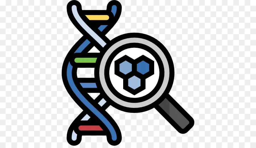 ДНК，молекула PNG
