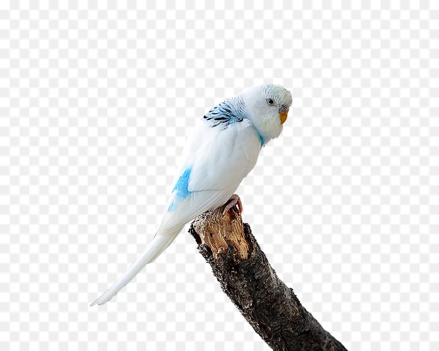 Волнистый попугайчик，Неразлучник PNG