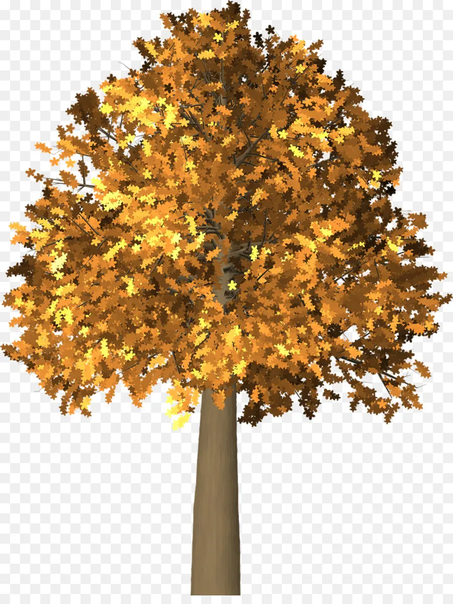 Дерево，Осень PNG
