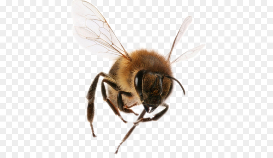 пчела，Западная медовая пчела PNG