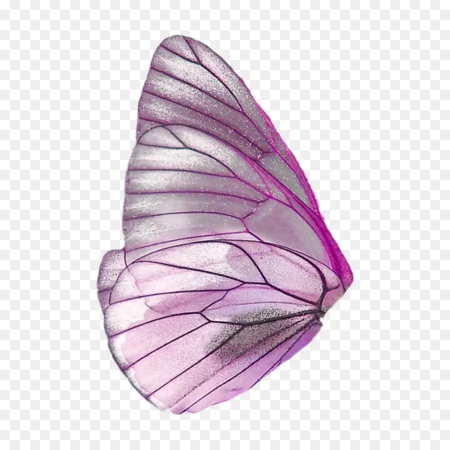 Бабочка，волшебные крылья PNG