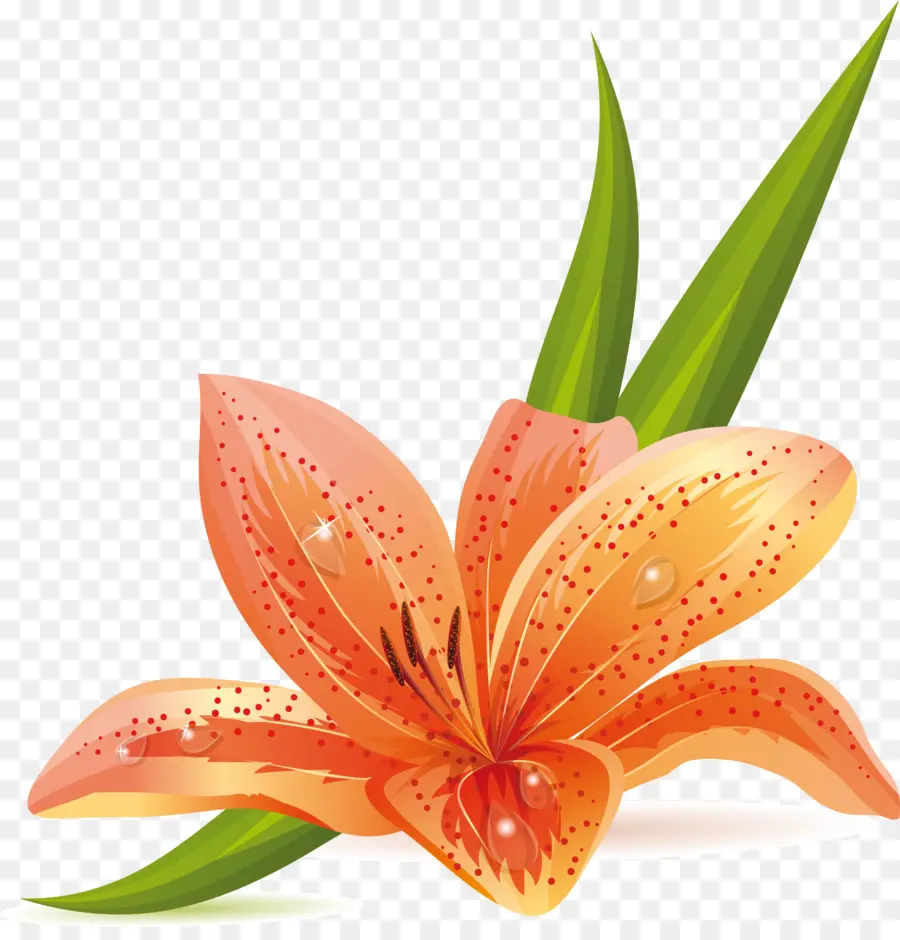 цветок，Оранжевая Лилия PNG