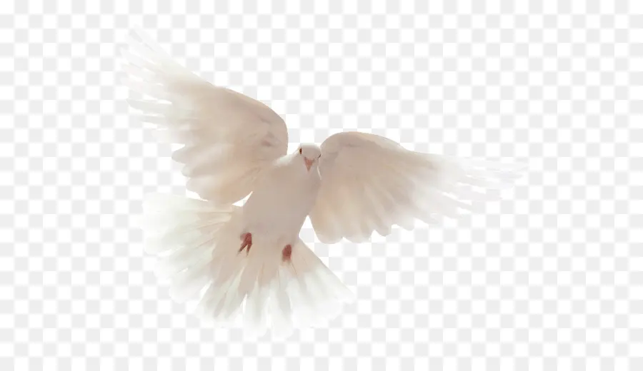 Святой Дух，голуби и горлицы PNG