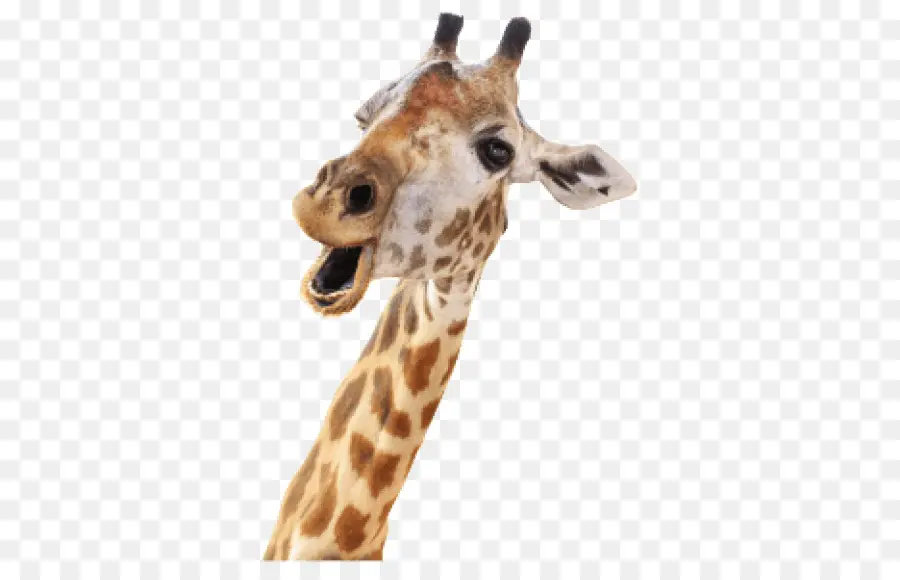 Жираф，Стоковая фотография PNG