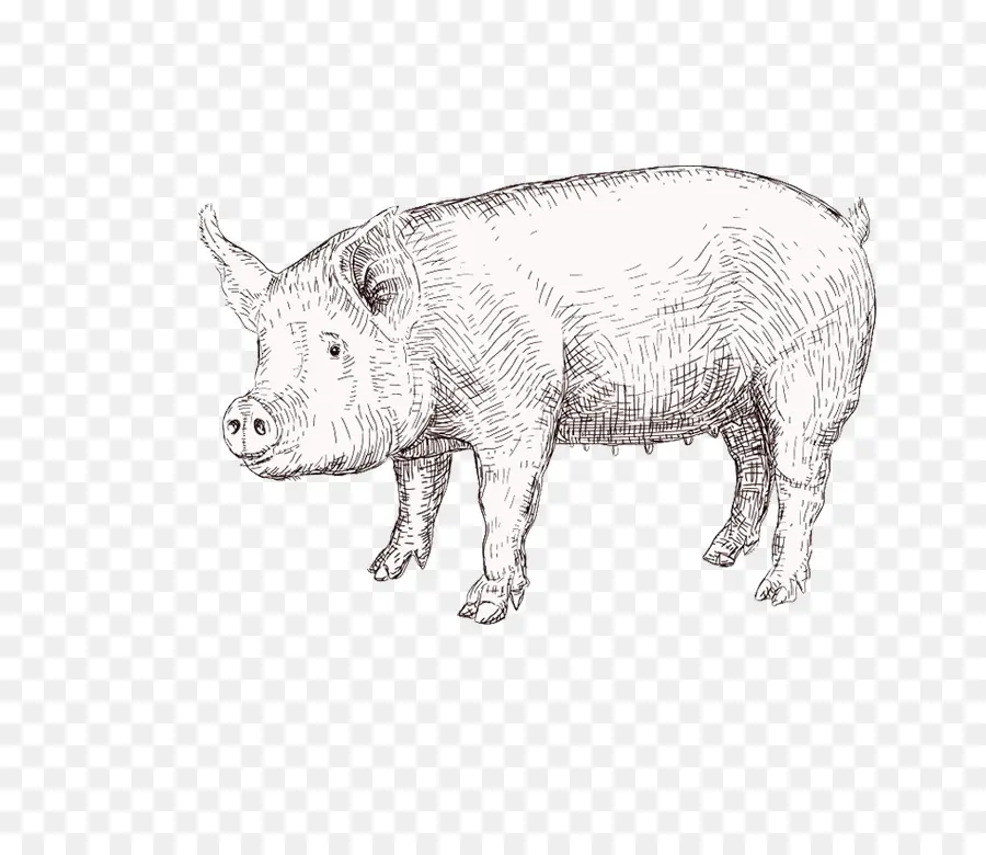 Домашняя свинья，свинья PNG