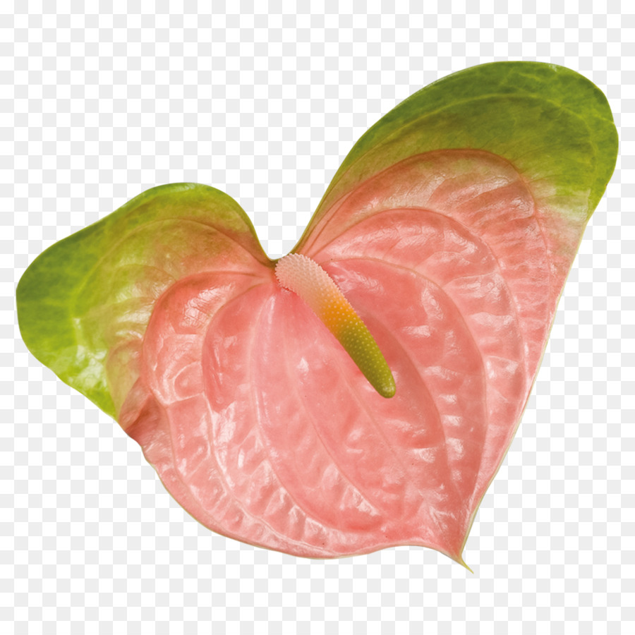 Лист， PNG